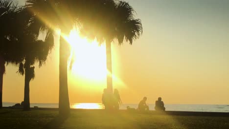 time lapse of palm tree and people near the beach