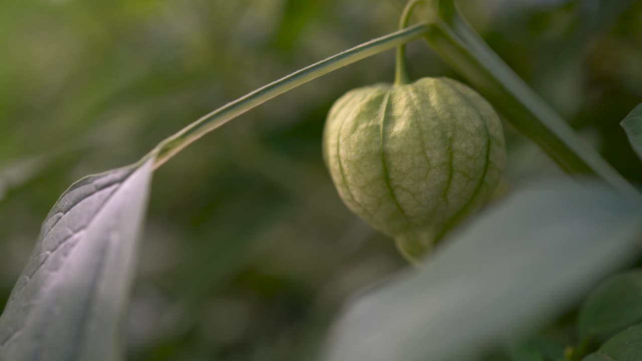 primer plano extremo de un tomatillo en una planta en el campo
