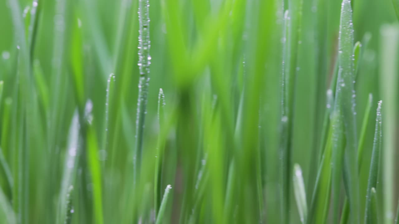 녹색 잔디 클로즈업 슈퍼 매크로 촬영.