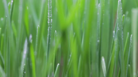 green grass close-up super macro shooting.