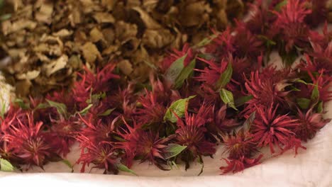 abedul seco, monarda escarlata en una vieja casa de campo