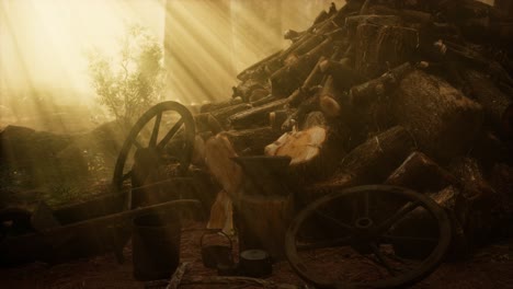 preparation of firewood for the winter in forest at sunset