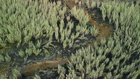 samphire coastal plant on tidal mud flats, slow low flight over