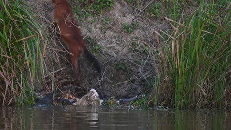 Indischer-Wildhund-Cuon-Alpinus-Gesehen,-Wie-Er-Aus-Dem-Kadaver-Aufsteigt,-Während-Die-Asiatische-Monitoreidechse-Weiter-Frisst,-Khao-Yai-Nationalpark,-Thailand