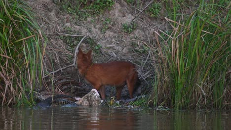 Perro-Salvaje-Indio-Cuon-Alpinus-Visto-Subiendo-Del-Cadáver-Mientras-El-Lagarto-Monitor-Asiático-Continúa-Comiendo,-Parque-Nacional-Khao-Yai,-Tailandia