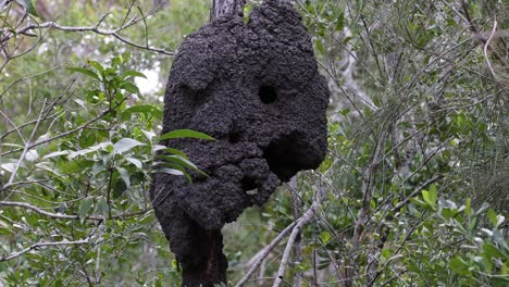 large termite mound among lush green foliage