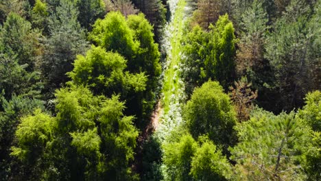 drone aerial flight over a pathway covered with bushes in remote forest with lush green vegetation in norfolk, uk on a bright sunny day