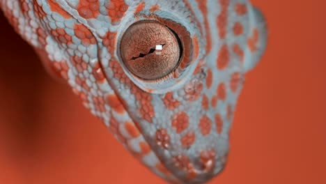 gecko on the orange wall