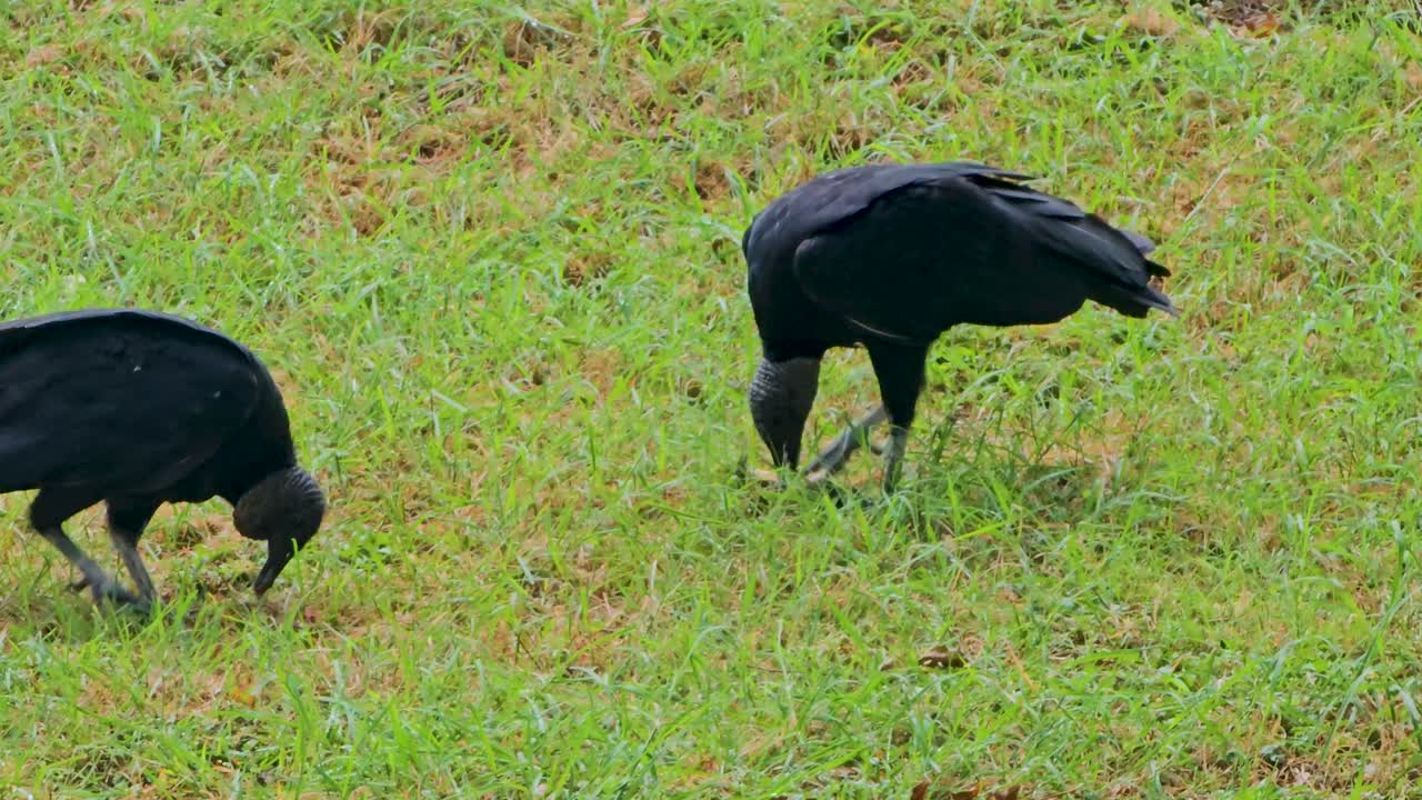 Handheld video of vultures eating a dead animal. Two black vulture (Coragyps atratus) are eating.