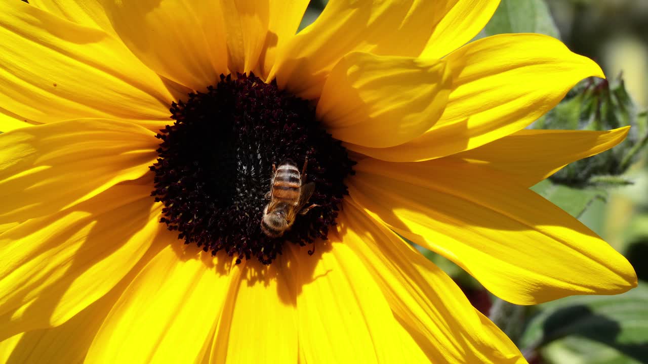 벌 이 꽃 에서 수액 을 모으고 있다