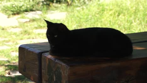 black cat is resting on a wooden bench