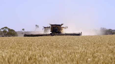 this footage captures the synergy of modern agricultural technology, showcasing the essential role of header fronts in the wheat harvesting process