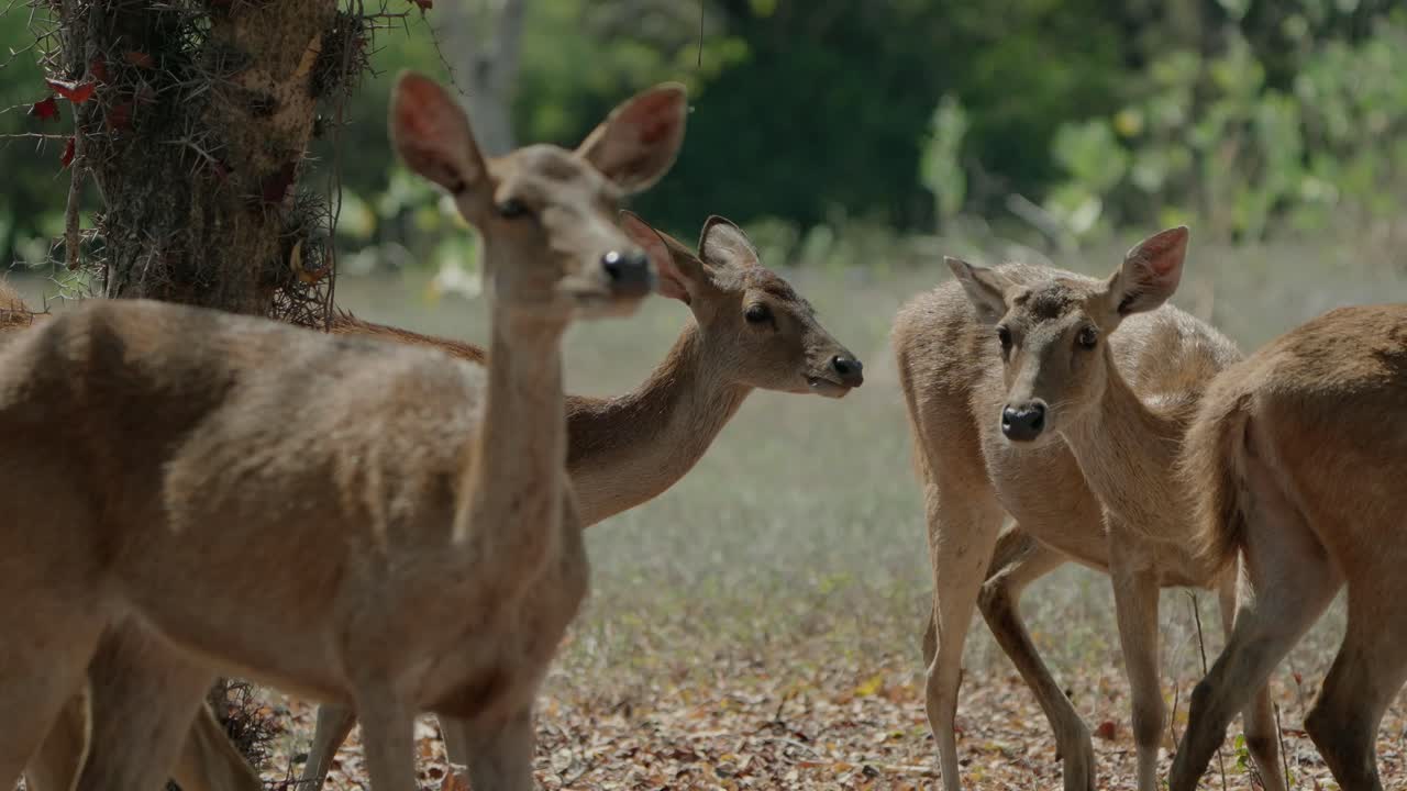 Found in North Bali's West Bali National Park, the Menjangan Deer (Cervus timorensis) is a vulnerable species. These shy, grayish-brown deer are known for the males' distinctive lyre-shaped antlers