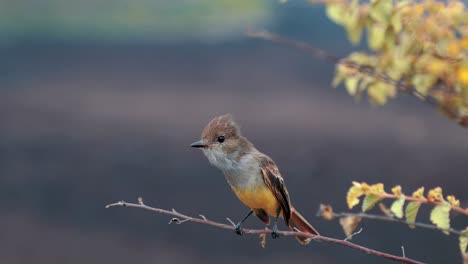 Kleiner-Vogel-Auf-Den-Galapagos-Inseln-Auf-Einem-Ast-Fliegt-In-Zeitlupe-Davon