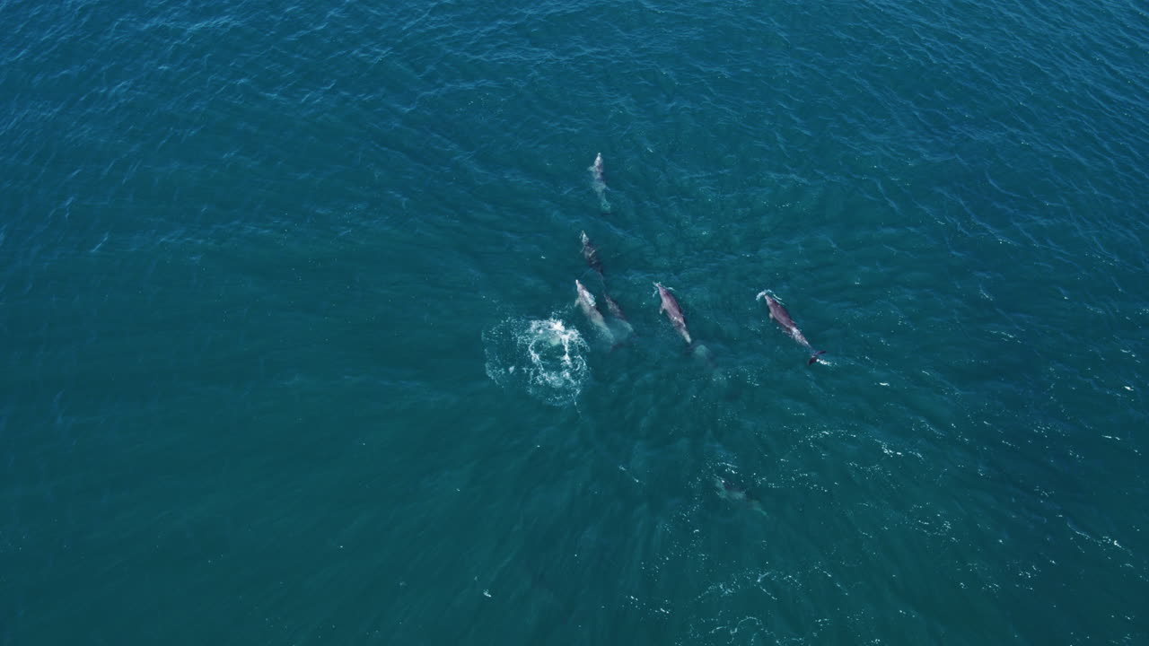 Pod of dolphins gliding smoothly through turquoise ocean water, calm sea life moment as they jump and spin at surface