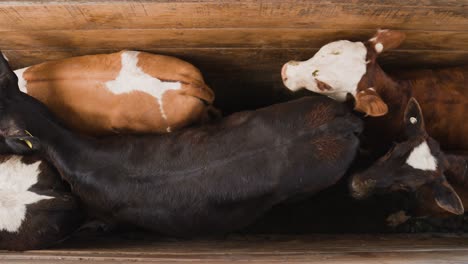 young calves standing in wooden path cramped together waiting for transport