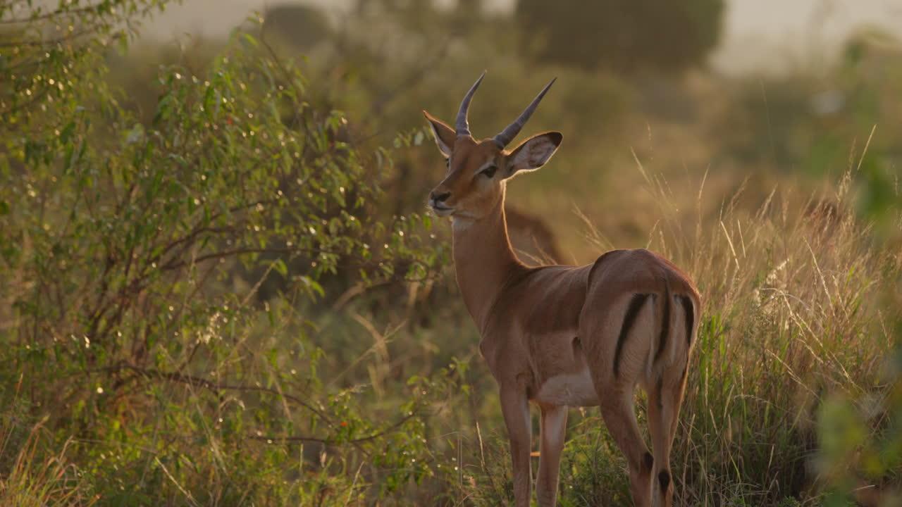 Ampia parallasse del gimbal da destra a sinistra di un Impala solitario