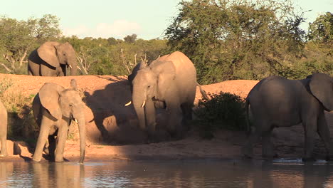 Group-of-elephants-drink-at-waterhole-at-golden-hour-in-South-Africa