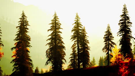 a beautiful forest scene with tall pine trees, glowing in the morning sun