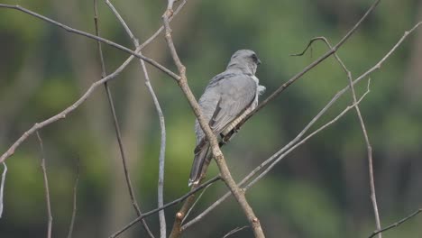 lesser cuckoo - waiting for hunt