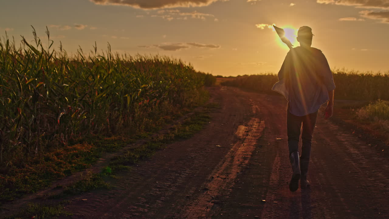 Farmer Walking Sunset Cornfield