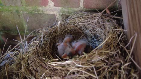 Amsel-Brütet-Und-Füttert-Küken