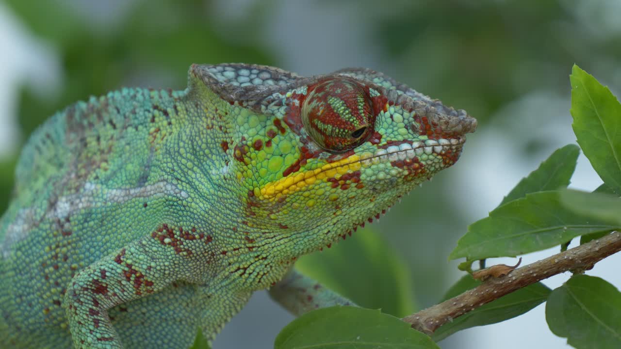 Primer plano de camaleón en una rama, Madagascar, Nosy Be, África