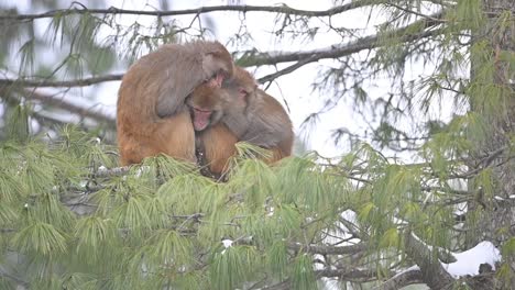 Familie-Von-Rhesusaffen-Sitzt-Auf-Einem-Baum-Im-Schneefall