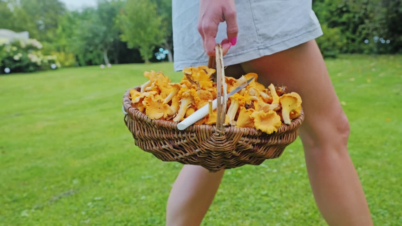 Fresh chanterelle mushrooms in wicker basket carried home for cooking, recipes