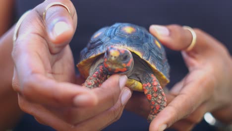 pequeña tortuga de patas rojas siendo acariciada en la cabeza mientras se sostiene en las manos