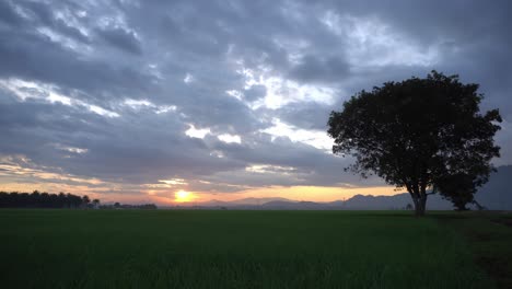 cultivo de arrozales y árboles