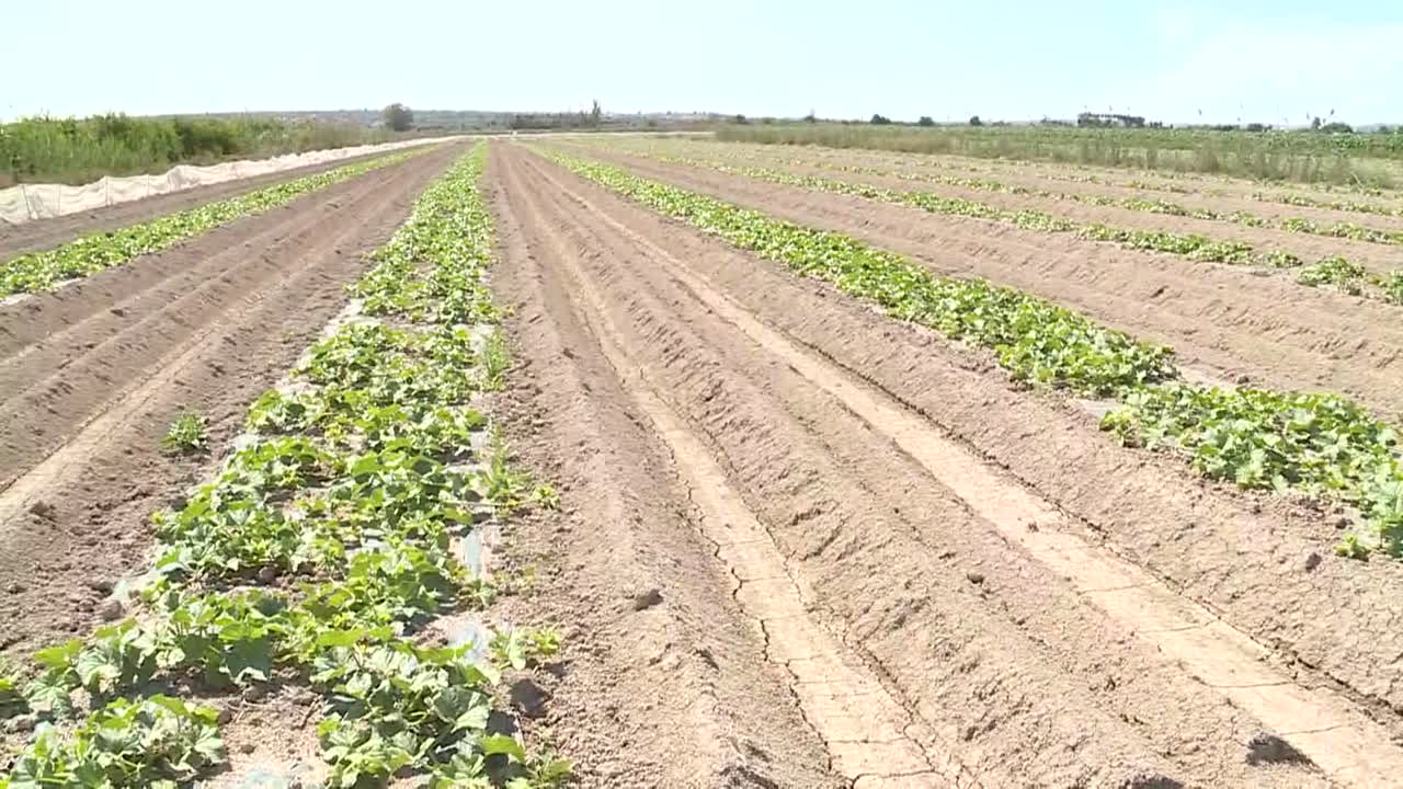 Agricultural Field with Cucumber Plants