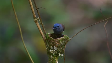 Papamoscas-Azul-De-Nuca-Negra,-Hypothymis-Azurea,-Tailandia