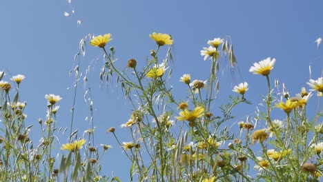 Flores-Silvestres-En-Un-Prado-Contra-Un-Cielo-Azul-Claro,-ángulo-Bajo