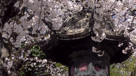 slow tilt up over beautiful japanese stone pillar with many sakura flowers