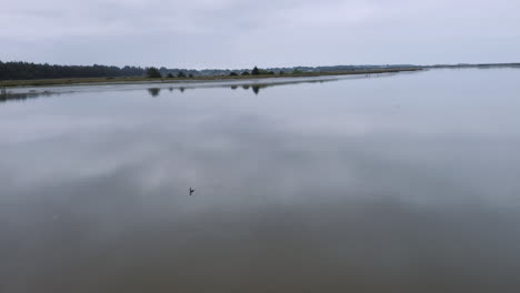 Peaceful-and-calm-clip-of-a-little-bird-swimming-on-the-Coquille-River-in-morning-hours,-drone-footage-slowly-gliding-over-the-bird-and-water
