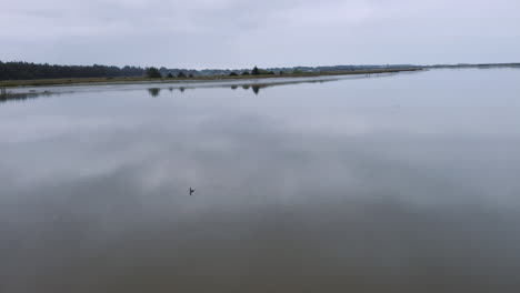 Friedlicher-Und-Ruhiger-Clip-Eines-Kleinen-Vogels,-Der-In-Den-Morgenstunden-Auf-Dem-Coquille-Fluss-Schwimmt,-Drohnenaufnahmen,-Die-Langsam-über-Den-Vogel-Und-Das-Wasser-Gleiten