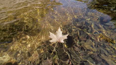 a tree leaf floats away in a gentle stream in missouri in autumn