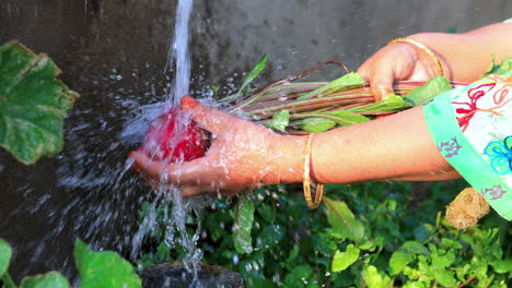 hand of middle-aged woman rinse mud with water from the freshly harvested beets or beetroot in backyard organic garden.