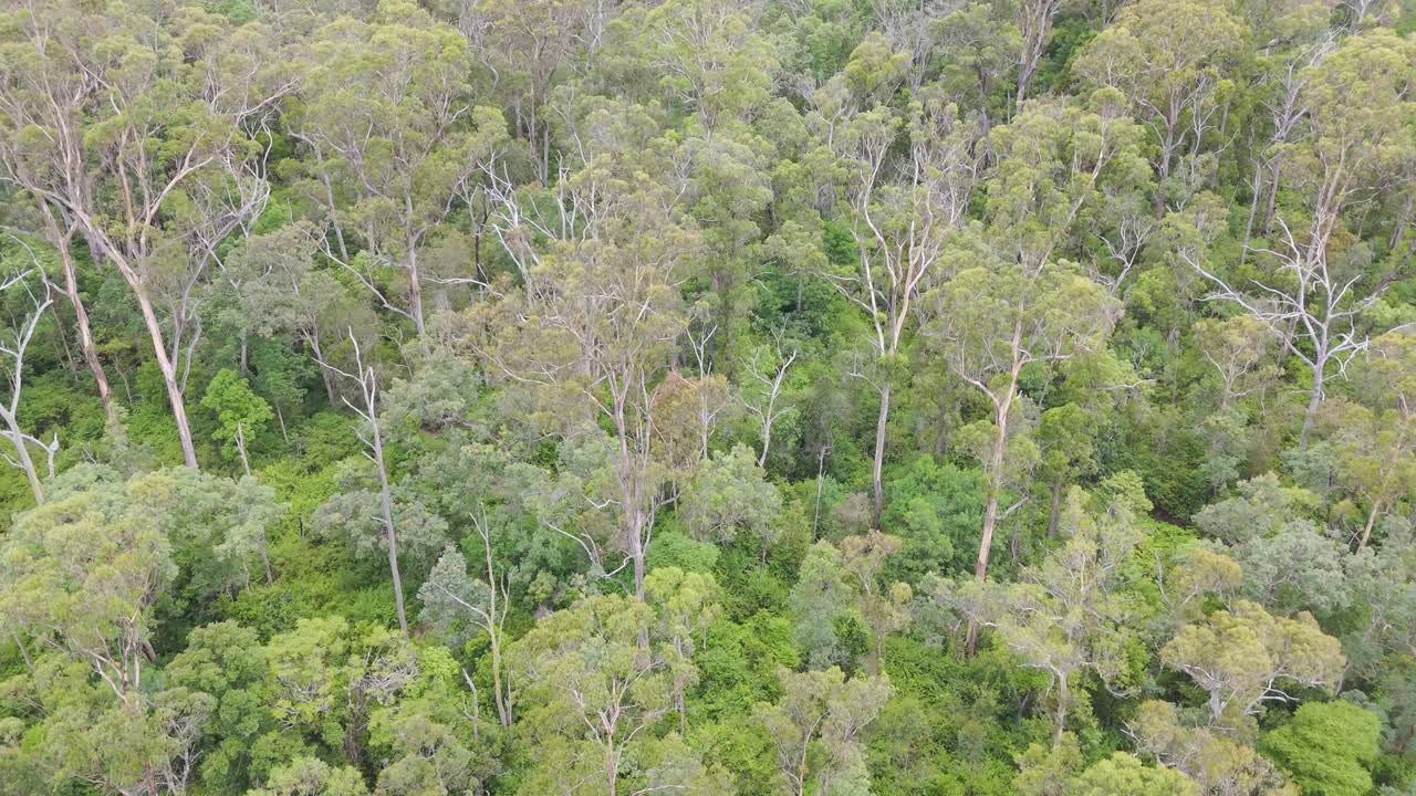 el dron captura el exuberante paisaje verde del bosque australiano.