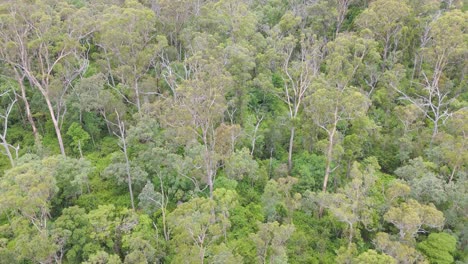 drone captures lush green australian forest landscape