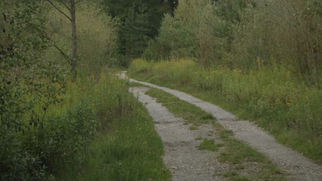 a gravel path leading into the forest