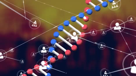 animación de la red de conexiones con las personas iconos sobre la hilera de adn girando