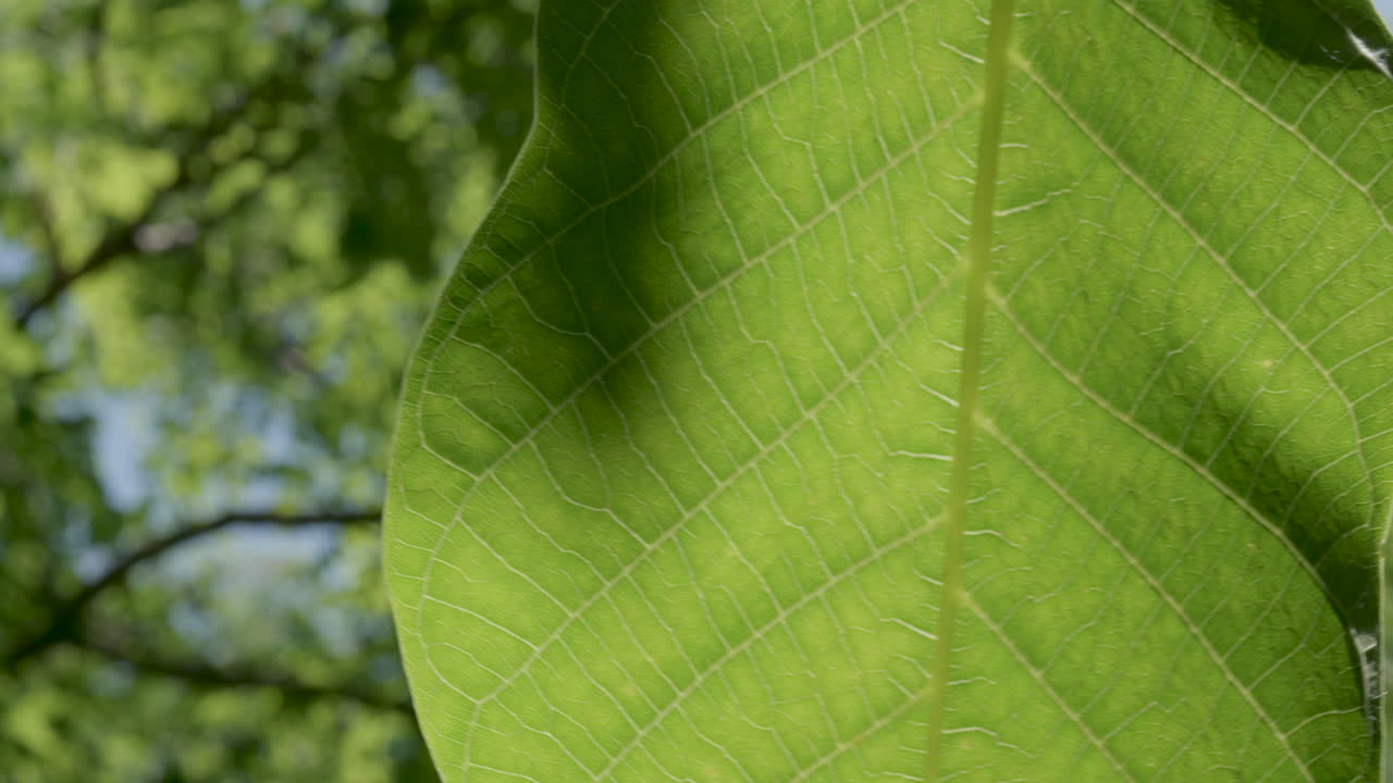 Leaf gently moving in the wind with forest background