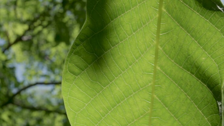 Leaf gently moving in the wind with forest background