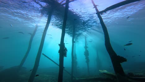 moody dive below an old wooden jetty with the sun shining exactly behind the jetty creating a dance of sunlight