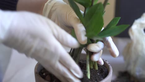 repotting a houseplant