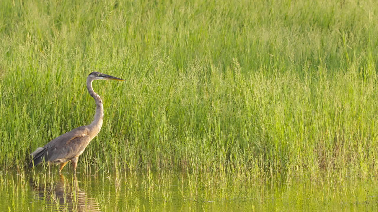 Great Blue Heron Walking Across Water