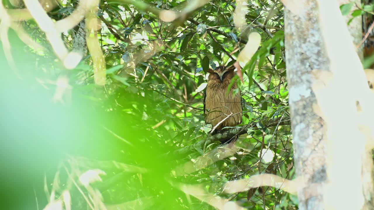 담황색 물고기 올빼미, ketupa ketupu