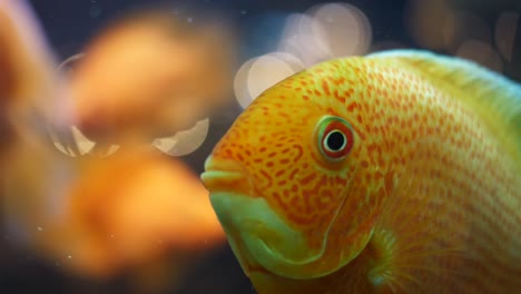 primer plano de un pez naranja en un acuario